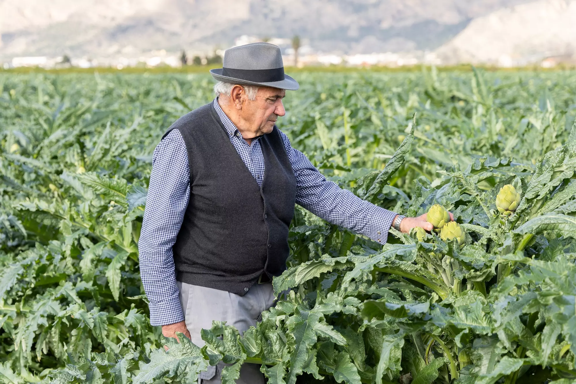 Alcachofas - VegaSana